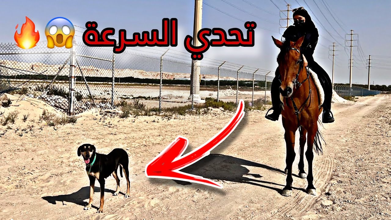 سباق بين الكلب السلوقي وخيل عربي !! مين اسرع ؟