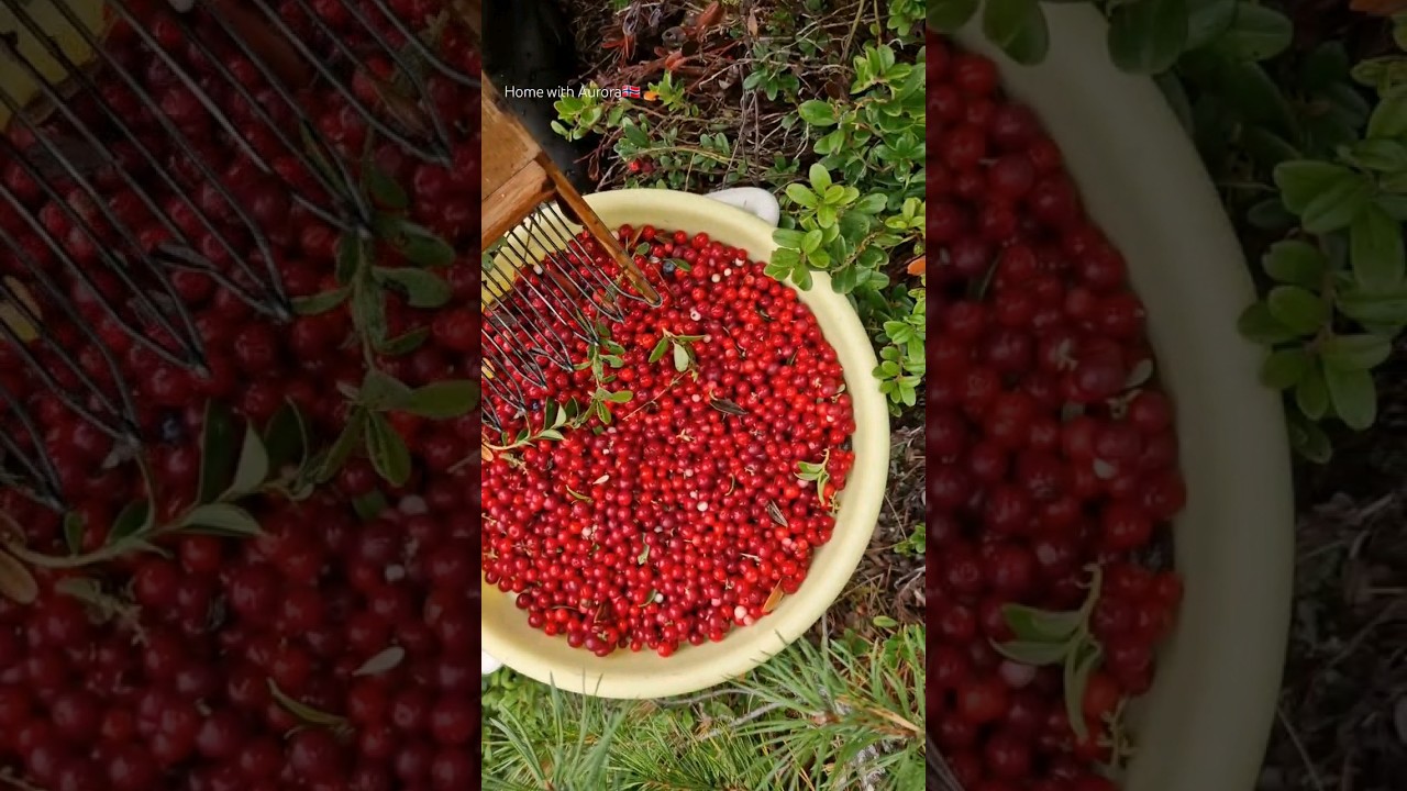 Wild lingonberry Jam #foraging #preserves
