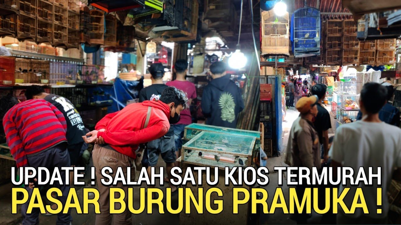 JARANG DILIPUT ! OBRAL HARGA KONIN HARI INI  100/2 EKOR BEO 550 MURAI 450 JANTAN PASAR PRAMUKA 