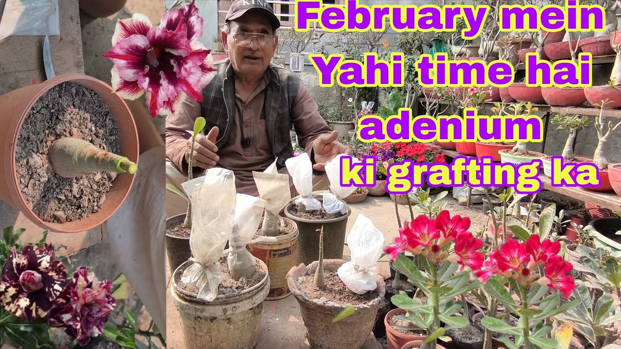February mein Yahi time hai adenium ki grafting ka
