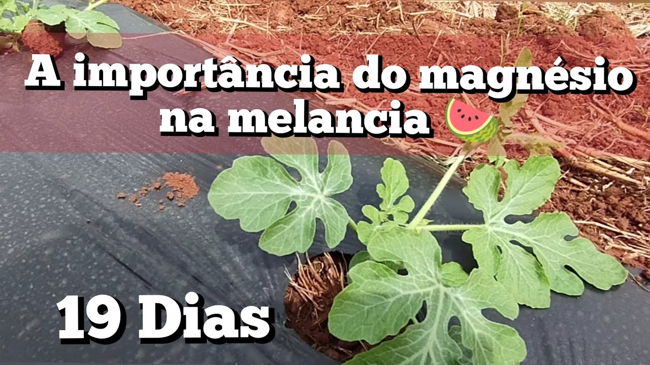 Melancia 🍉 com 19 dias