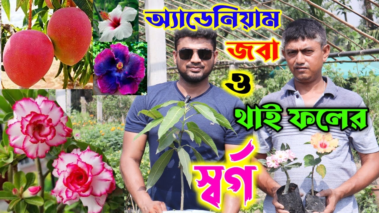 100 প্রজাতির জবা 120 প্রজাতির অ্যাডেনিয়াম ও বিভিন্ন থাই ফলের  বিপুল ভান্ডার এই নার্সারি
