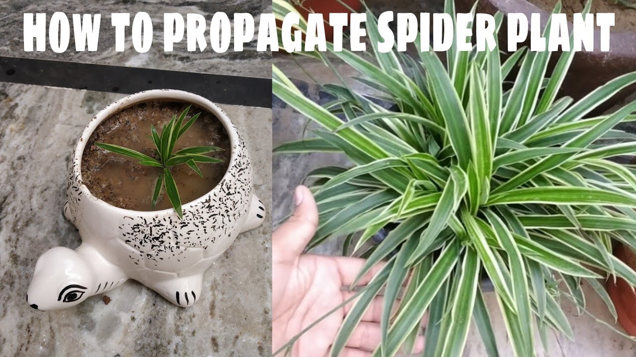 how to grow and propagate spider plant