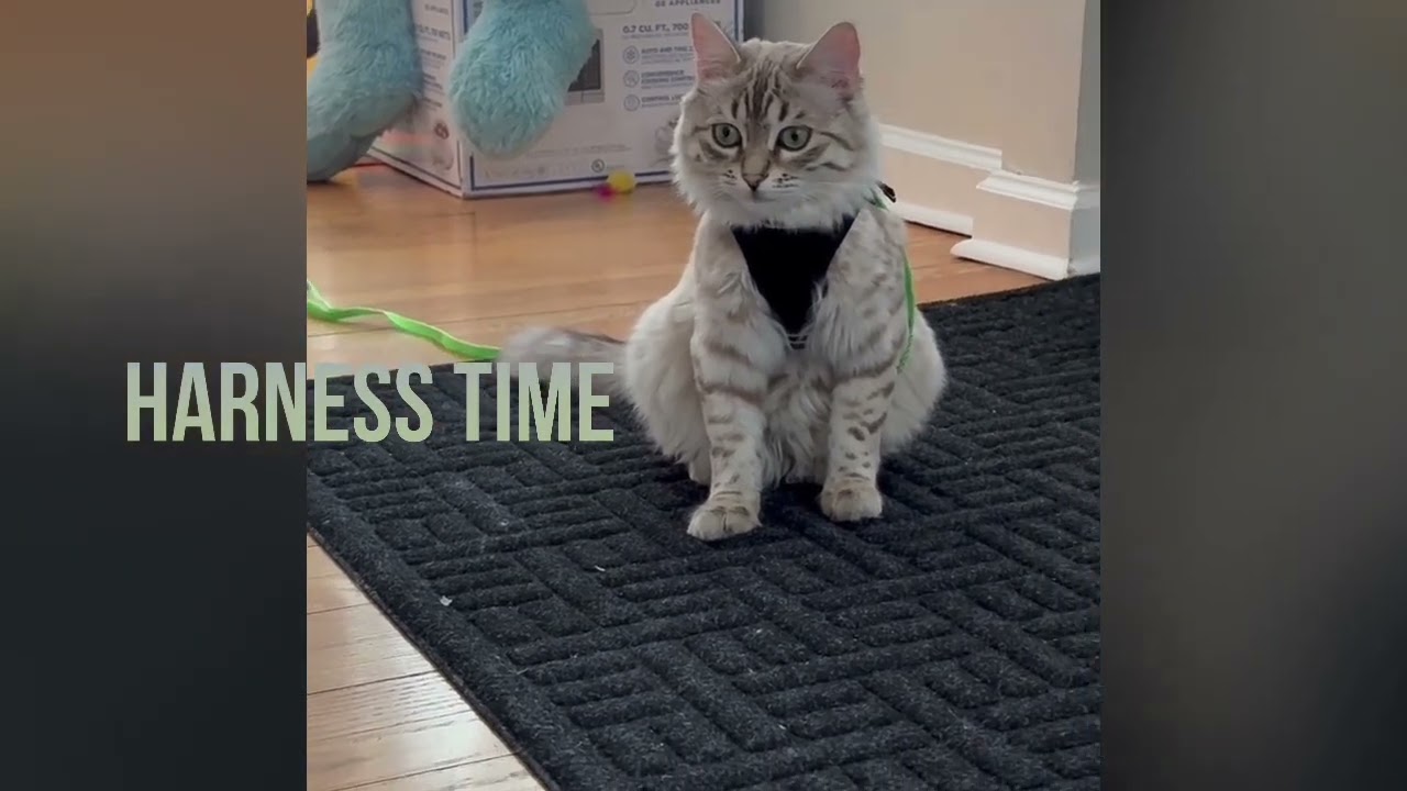Harness training time with Molly and Clyde 