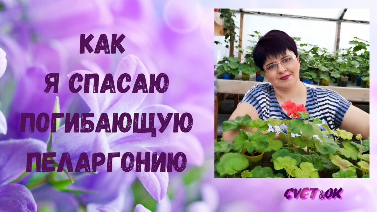 КАК Я СПАСАЮ ПОГИБАЮЩУЮ ПЕЛАРГОНИЮ