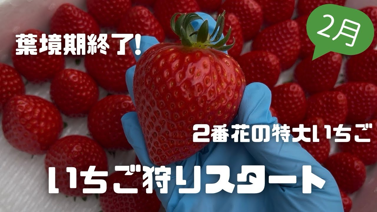 2月のいちごの様子🍓いちご狩りが始まりました！