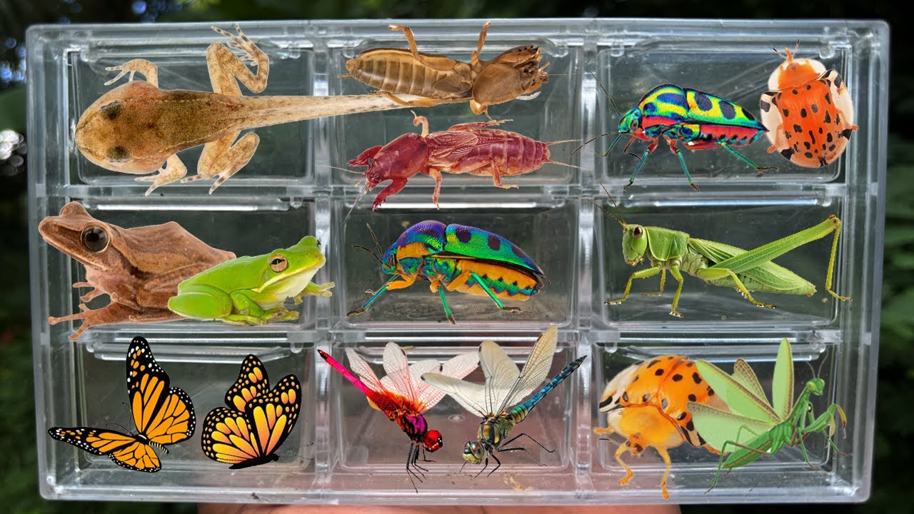 I Catching insects in the garden, I got Tadpoles, Common tree frog, Butterfly, Dragonfly, Beetle