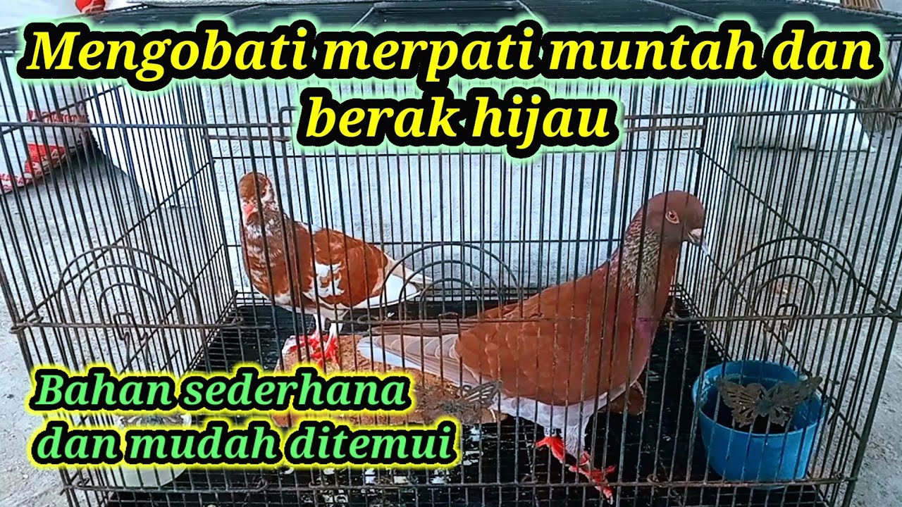 CARA MENGOBATI MERPATI MUNTAH DAN BERAK HIJAU