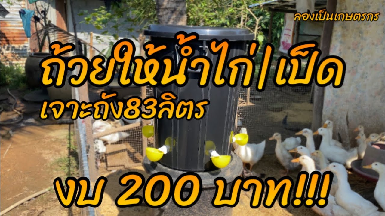 ถ้วยให้น้ำไก่,เป็ด | ติดตั้งประกอบเอง ราคา200บาท    #ถ้วยให้น้ำไก่ #ถ้วยให้น้ำไก่ราคา #ประหยัด