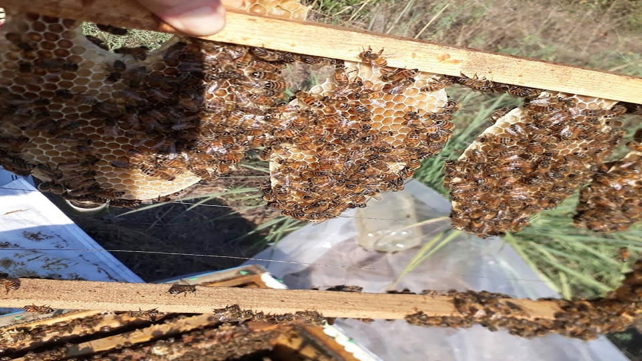 9.2.26 ŞUBAT AYI ARI BAKIMI VE TROPİ MÜCADELESİ ÜZERİNE KONUŞALIM #arıcılık #arıçılıq #beekeeping