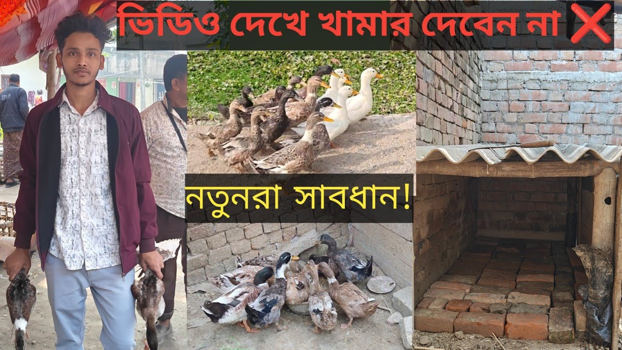 নতুন করে হাঁসের খামার শুরু করবেন? আগে এই ভিডিও টা দেখুন। 🦆