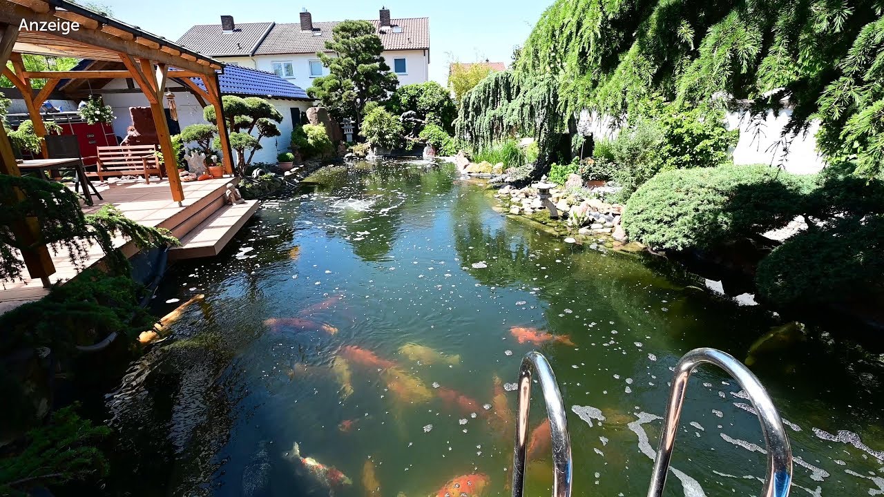 Modern Koi Blog #3854 - Sechs neue Koi für Norberts Superjumboteich