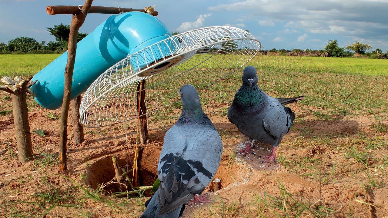 Awesome Quick Bird Trap Using Deep Hole With PVC And Electric Fan Guard - Easy Bird Traps Work 100%