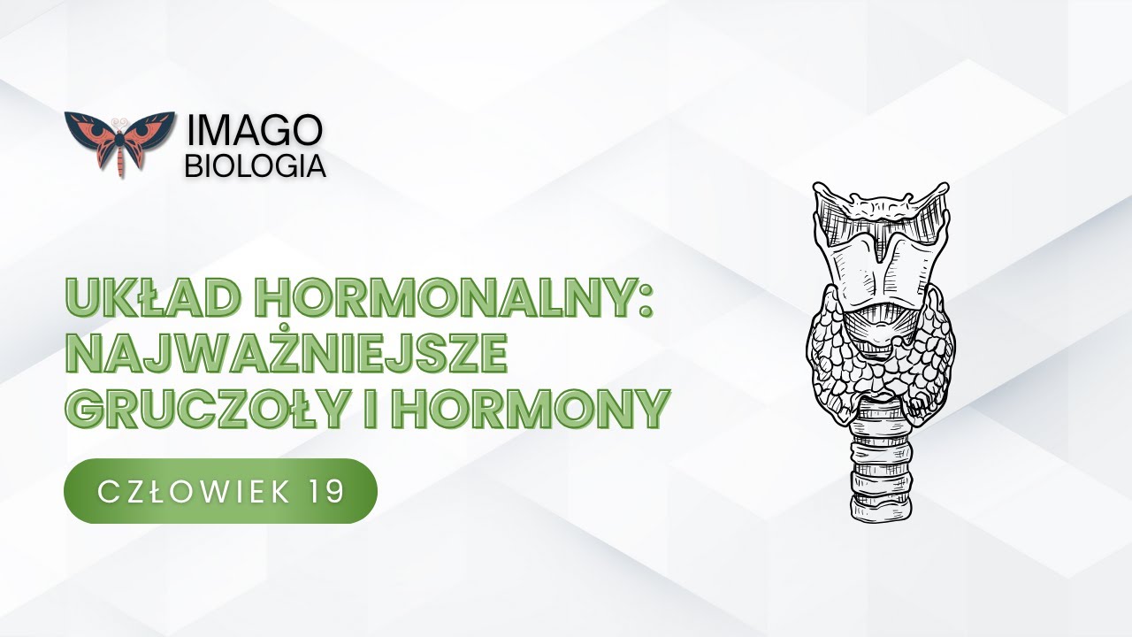 Układ hormonalny. Najważniejsze gruczoły i hormony