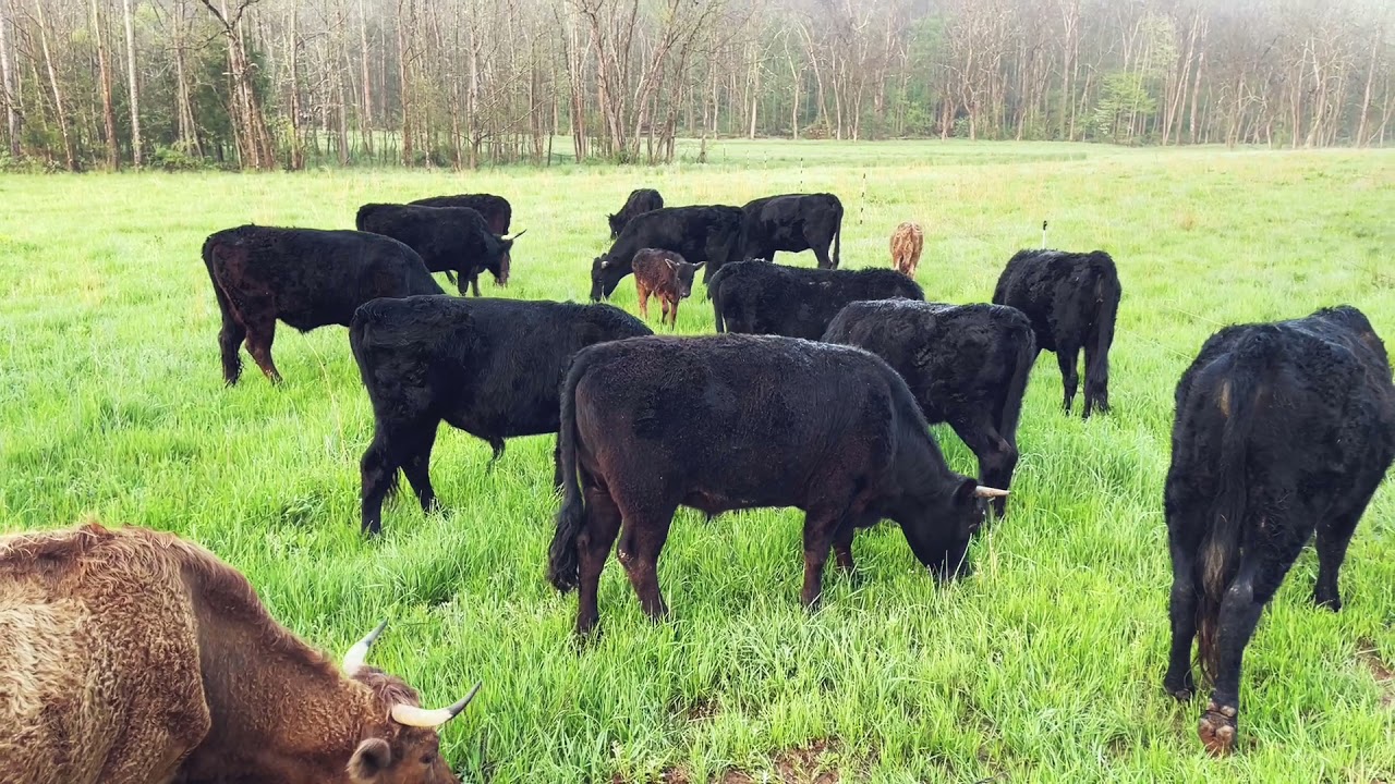 Mob Grazing our Dexter Cattle, first move of the season!