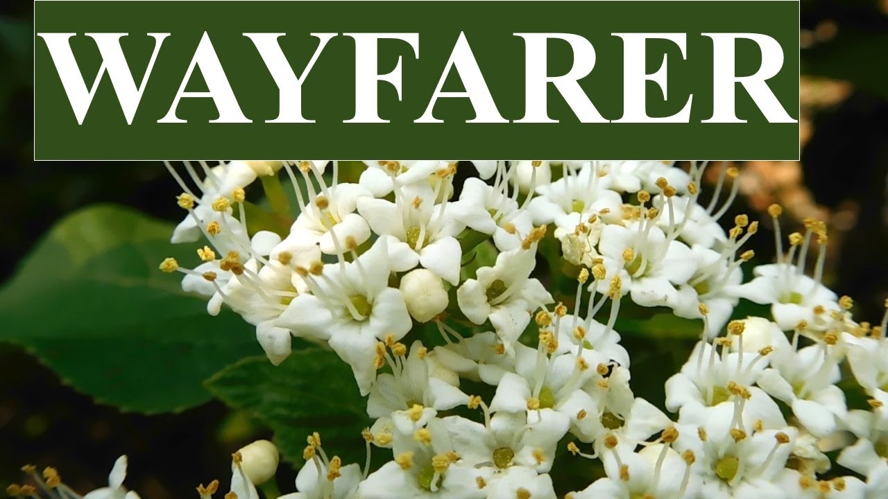Wayfarer Tree(Viburnum lantana)