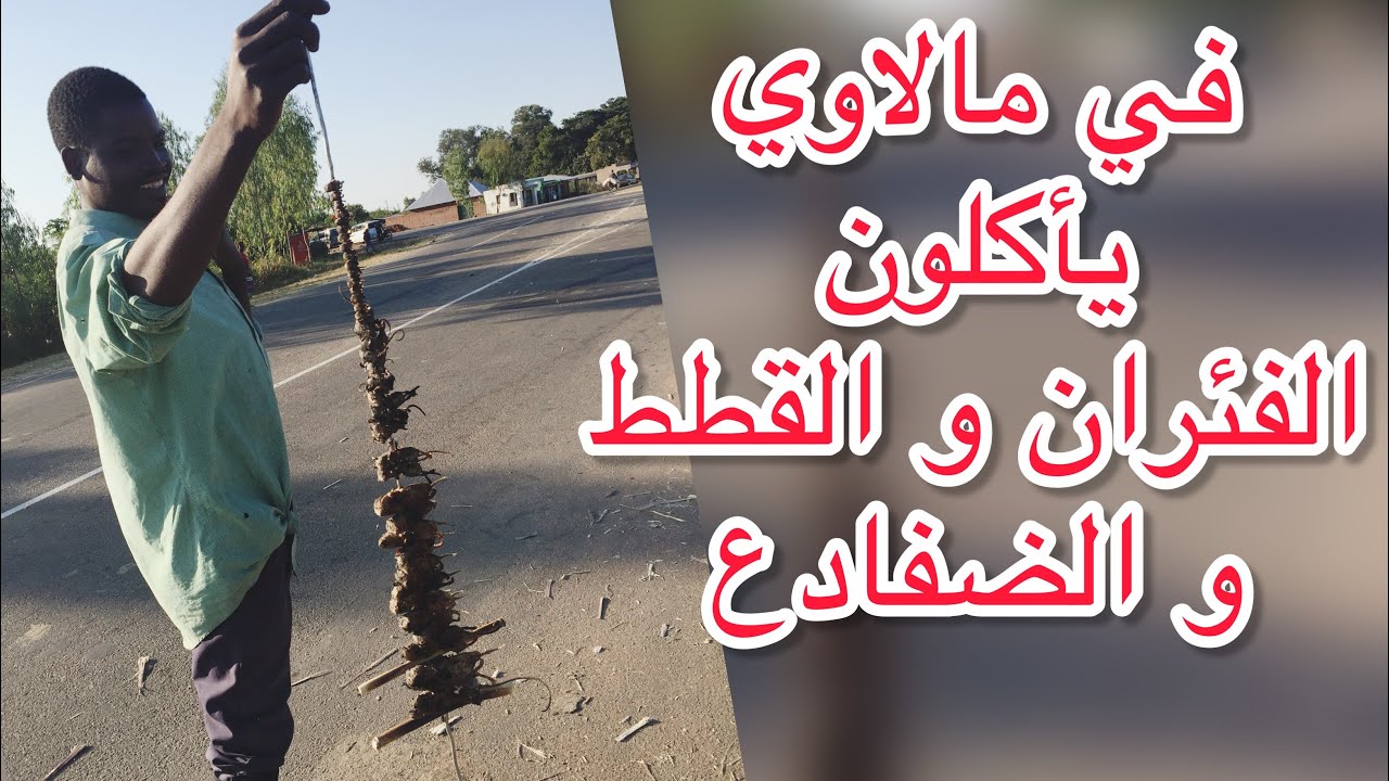 في مالاوي يأكلون الفئران و القطط و الضفادع .