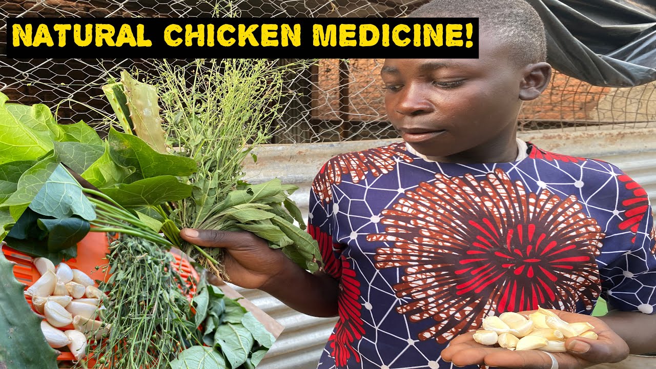 5 африканских растений, которые лечат ваших кур (сделай сам за 15 минут)