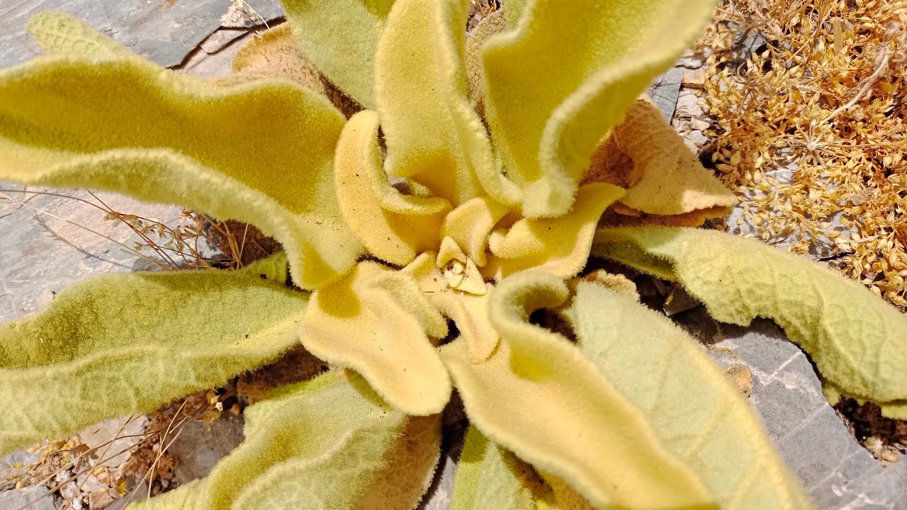 Málaga provincia, Andalucía 2/A - Torrecilla, Sierra de las Nieves
