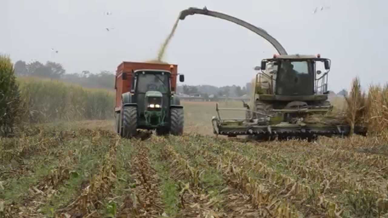 Agromeccanica Negroni -  CLAAS JAGUAR 980 | INSILATO MAIS 2015