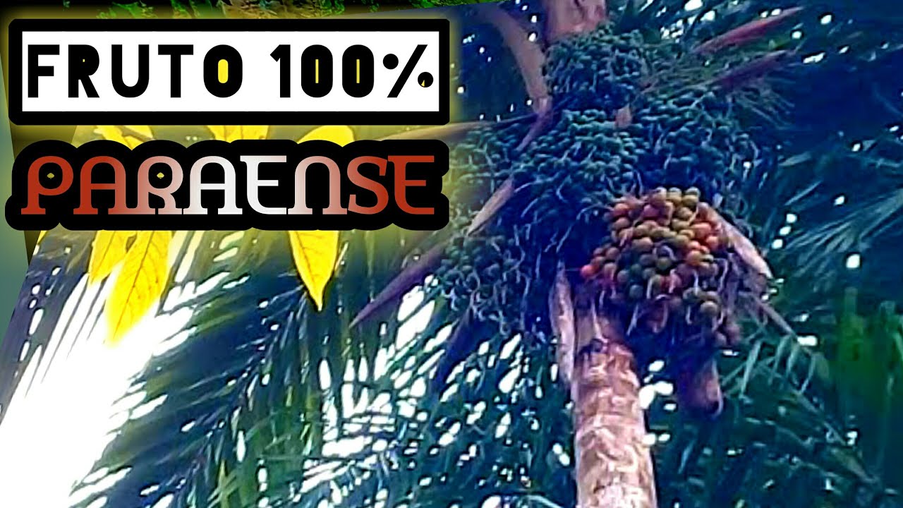 Pupunheira [Sem Espinhos] / Fruto Pupunha