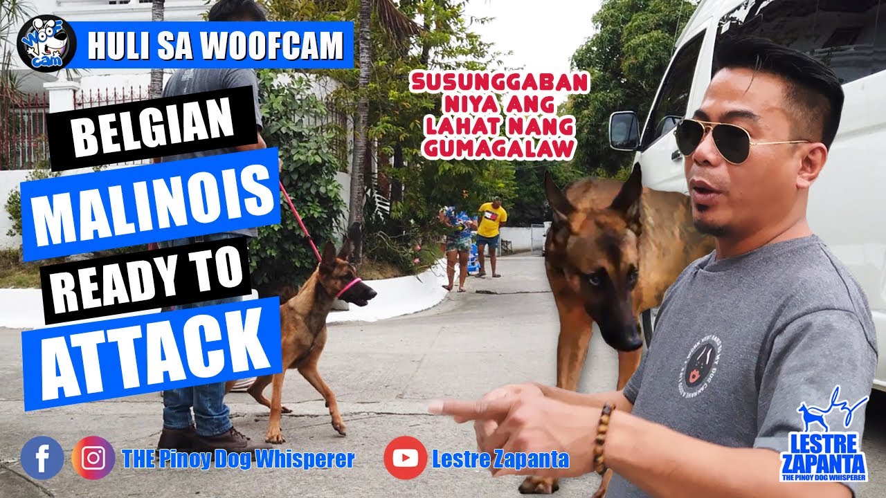 WOOFCAM l Belgian Malinois ready to attack