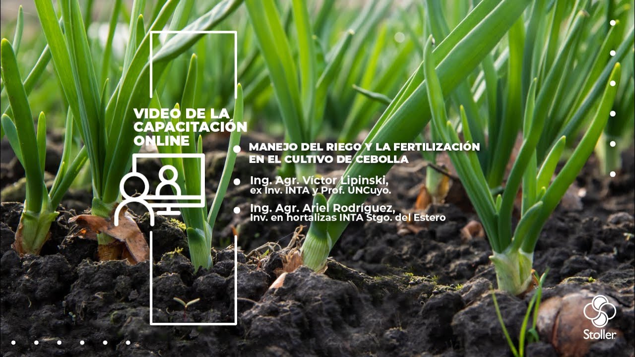 Manejo del Riego y la Fertilización en el cultivo de Cebolla