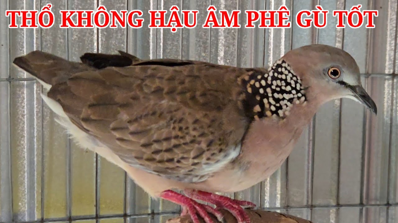 Thổ kg hậu rồng âm tốt gù phê ae cần alô ( Huy 69 zalo 0913 3000 11 ) clisp 973