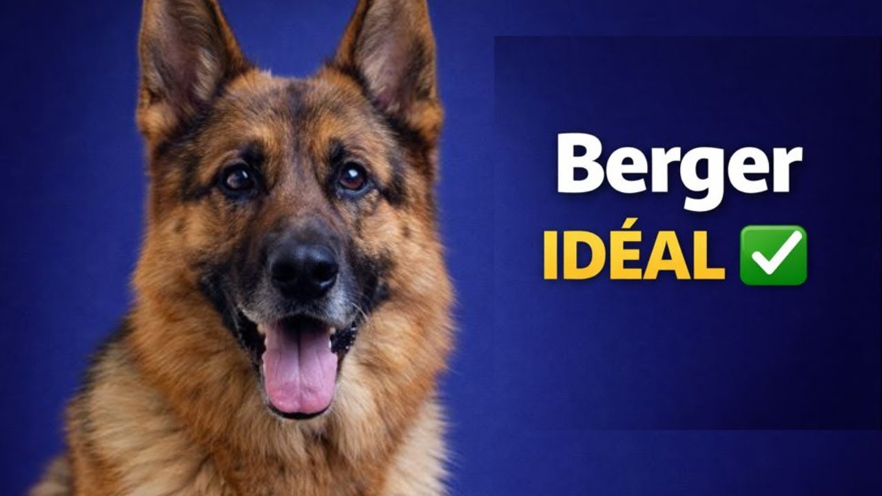 Berger Allemand : Fait pour vous ? (Test rapide)