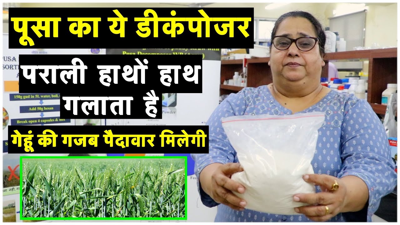 पूसा का गजब डीकंपोजर, गेहूं की पैदावार बढ़ाता है खर्चा घटाता है  || Technical Farming ||