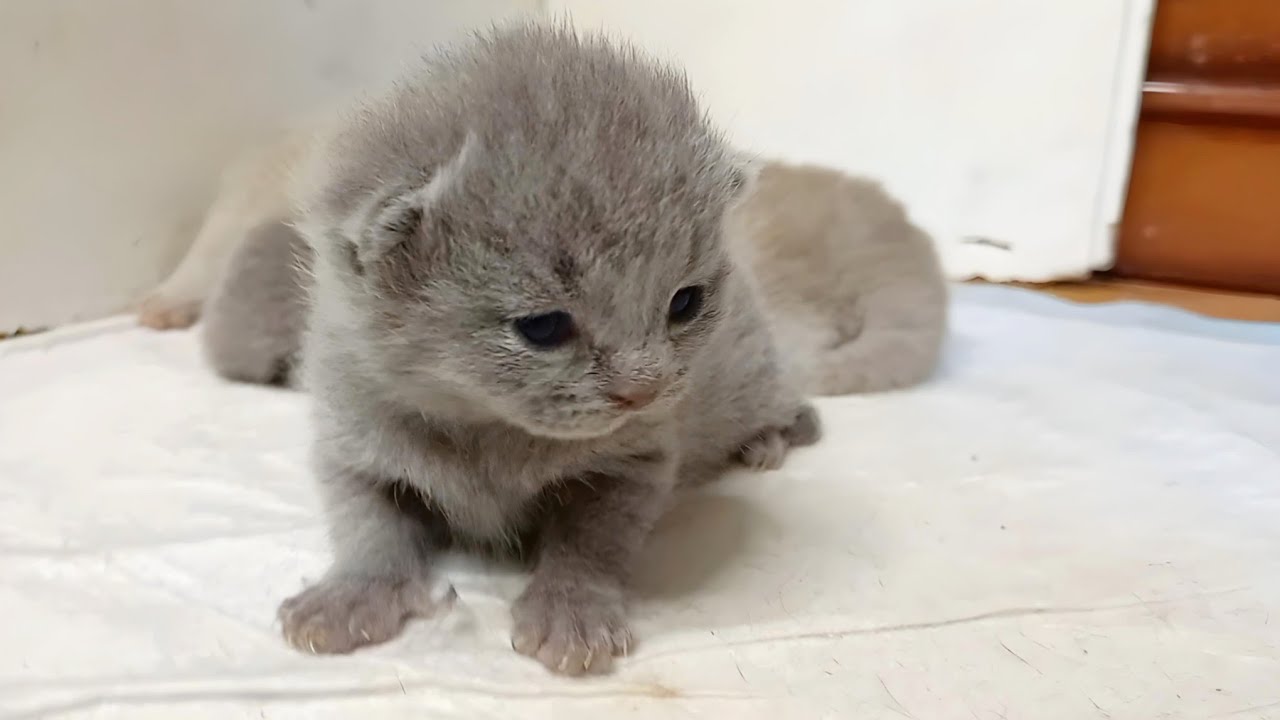 Tiny Kitten Tries to Learn Walk for the First Time, While other Kittens Sleep, So Cute