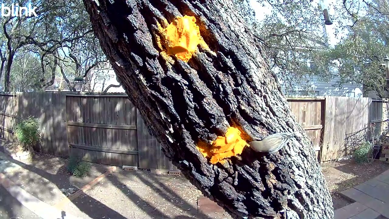 Bark butter suet eater