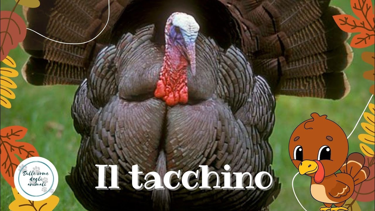 По следам индюка 🦃
