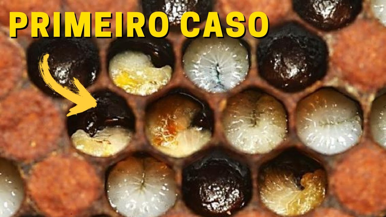 Confirmado o PRIMEIRO caso de CRIA pútrida europeia no estado do Mato Grosso do Sul