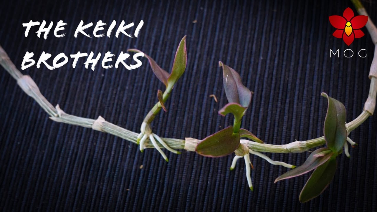 Saving Dendrobium Orchid Keikis from drying cane - The Keiki Brothers 😆