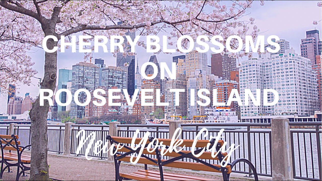 Yoshino Cherry Blossoms on ROOSEVELT ISLAND, New York City (Spring 2022)
