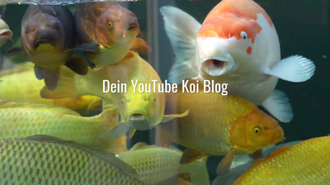 Teich&Garten4you ★ Dein YouTube Koi Blog
