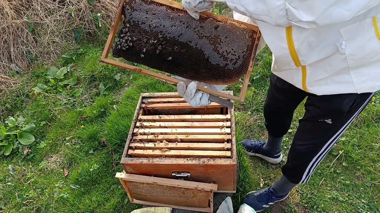 Yaptığım yanlışlar 2. Güçlü sandığım arıyı sürekli besleyerek nasıl zayıf düşürdüm. #arıcılık #bee 