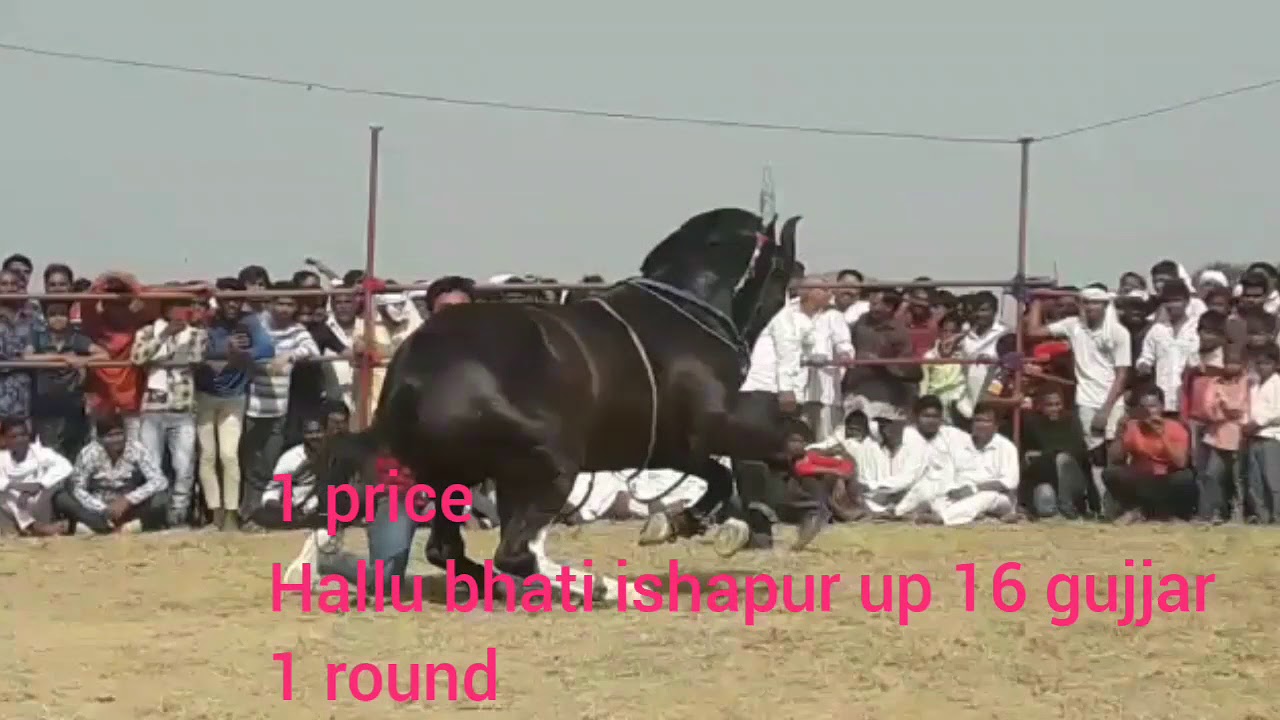 Hallu bhati ishapur up 16