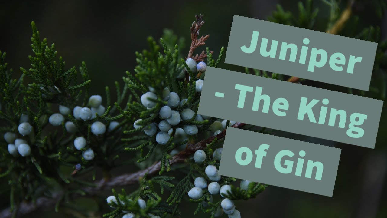 Juniper - the story of the KING of gin