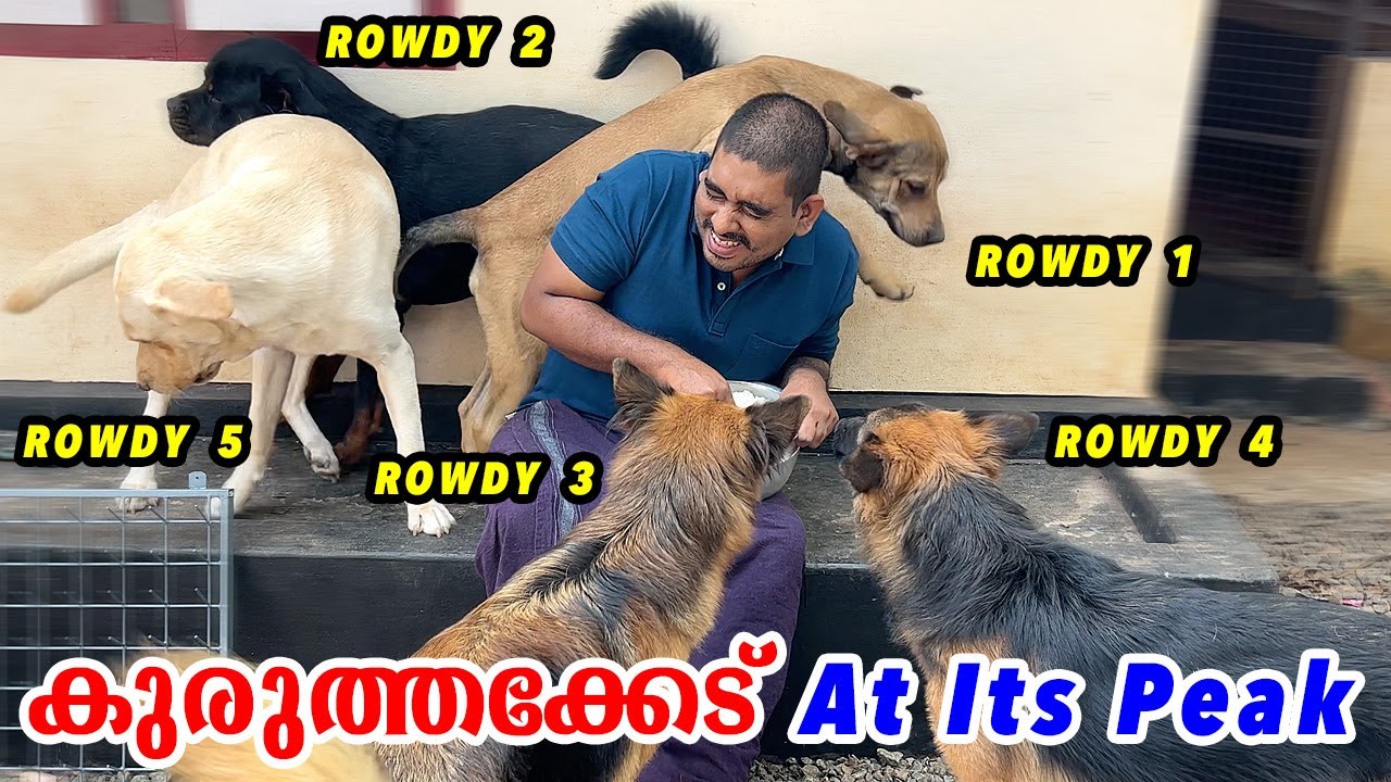 😡😡 എല്ലാരും അഹങ്കാരം കൊണ്ട് കൈ കഴുകുന്നു : Puppy fast eating solution : Bloat in dogs