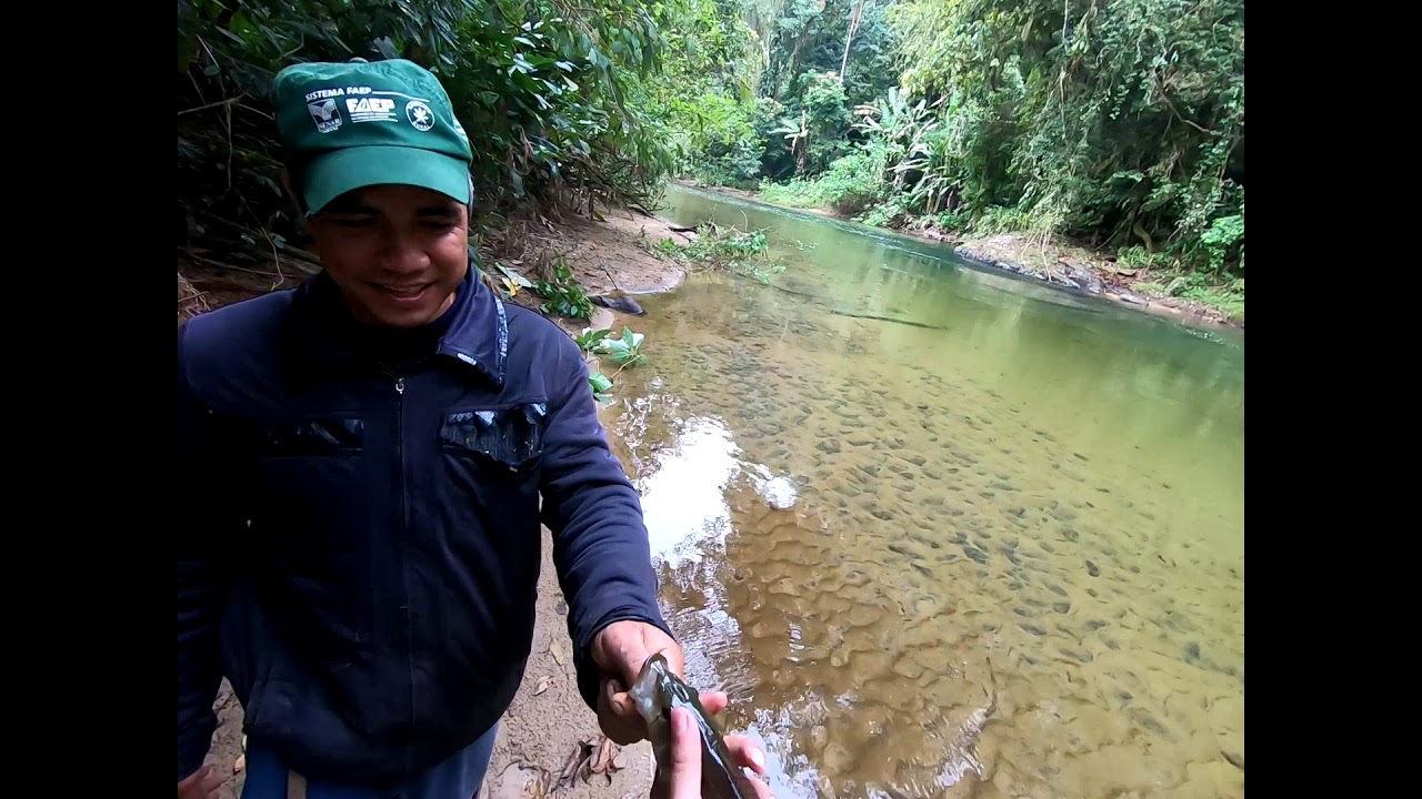 Incrível pescaria de acarás , saicangas e traíras num paraíso escondido na serra do mar