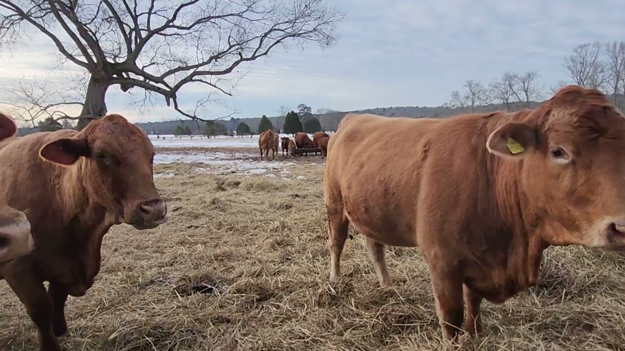 Message from the cow pasture 2126