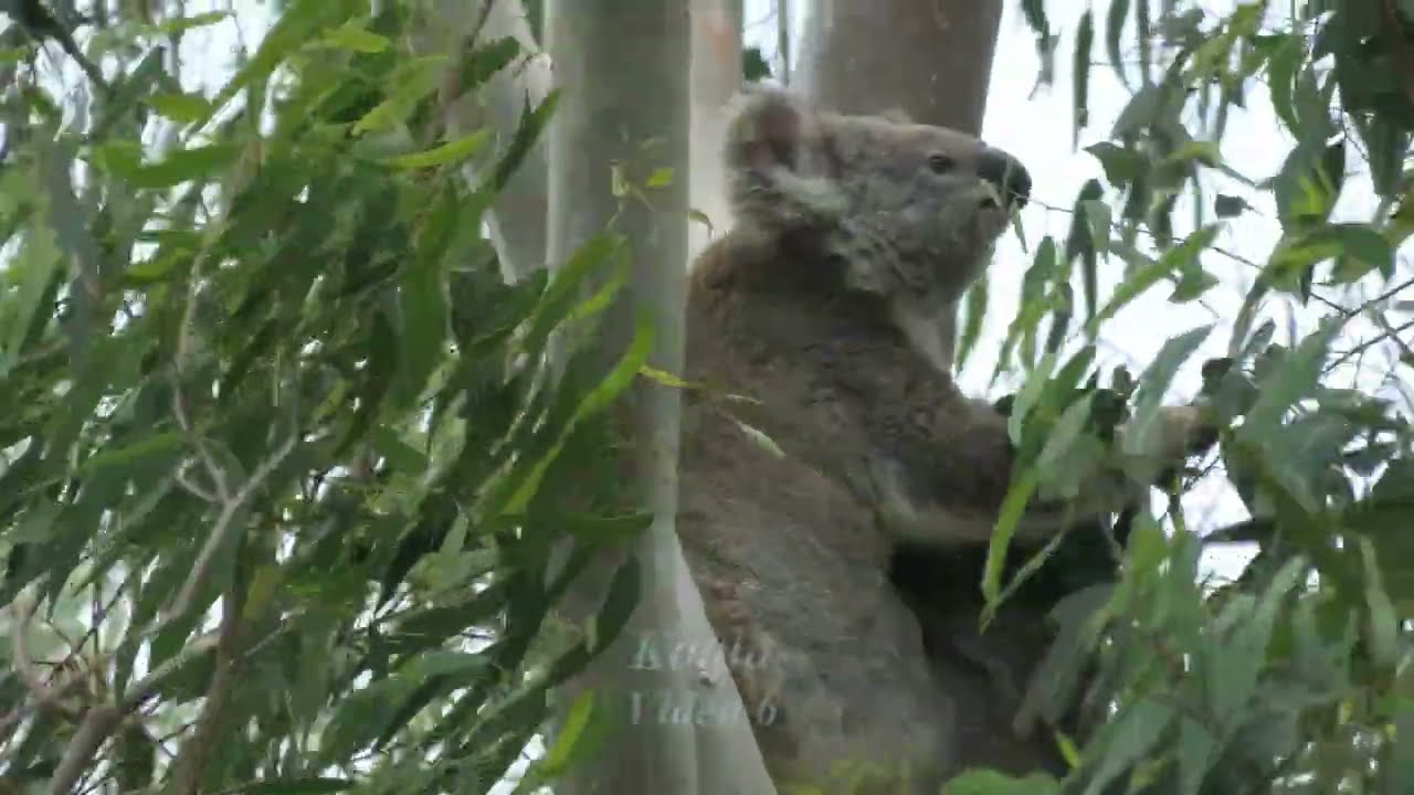 Koala 6