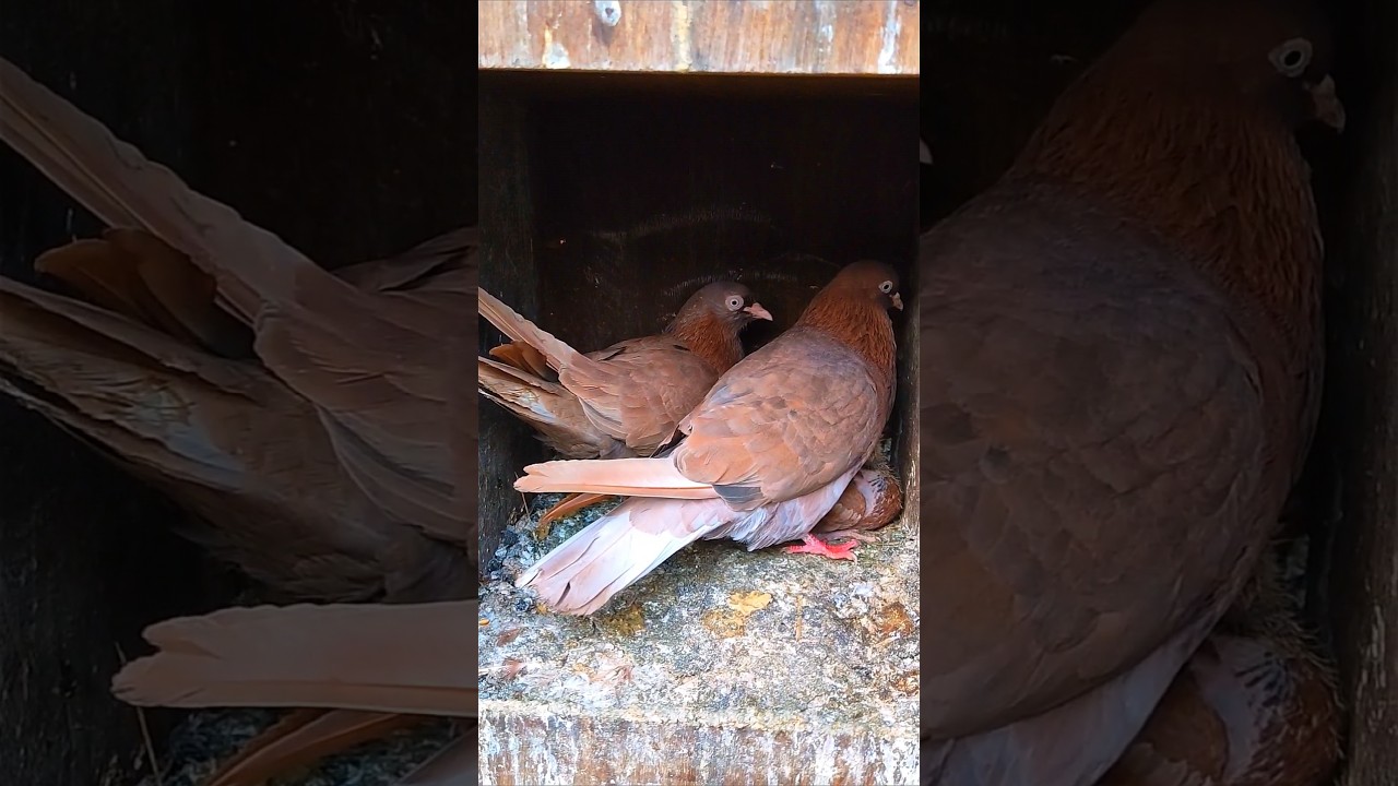 High Quality Garva Karna pair Tamil #pura #karnapura #rollerpigeons #pigeons #trendingshorts