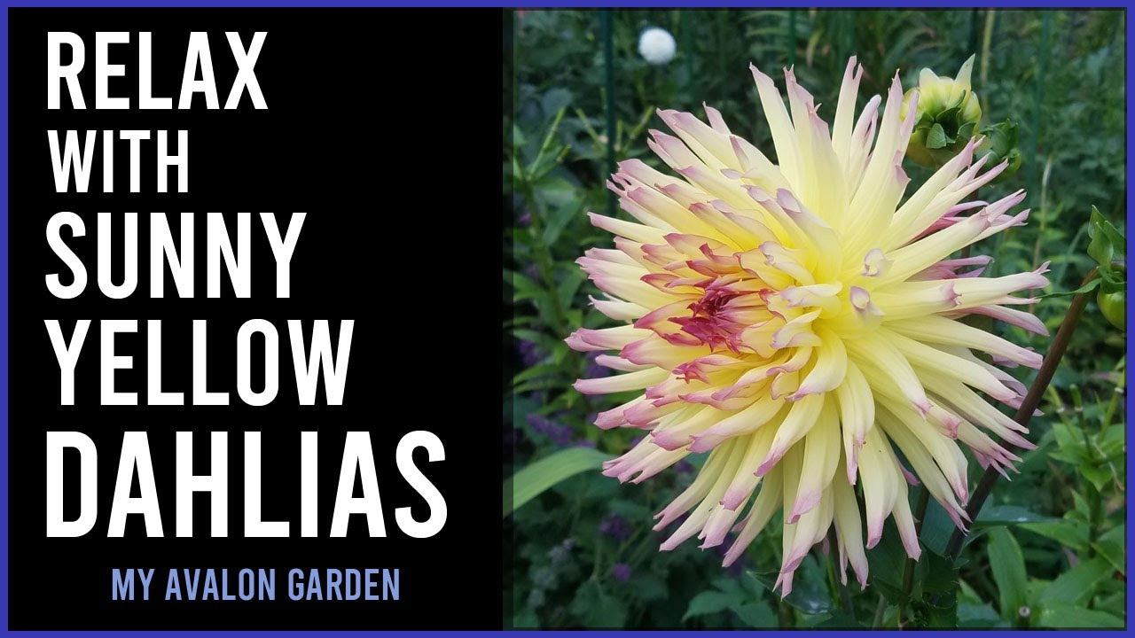 Relax with Sunny Yellow Dahlias | My Avalon Garden