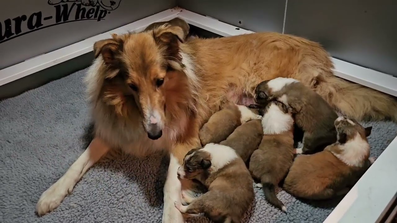 11.9.24  Nikki with her babies