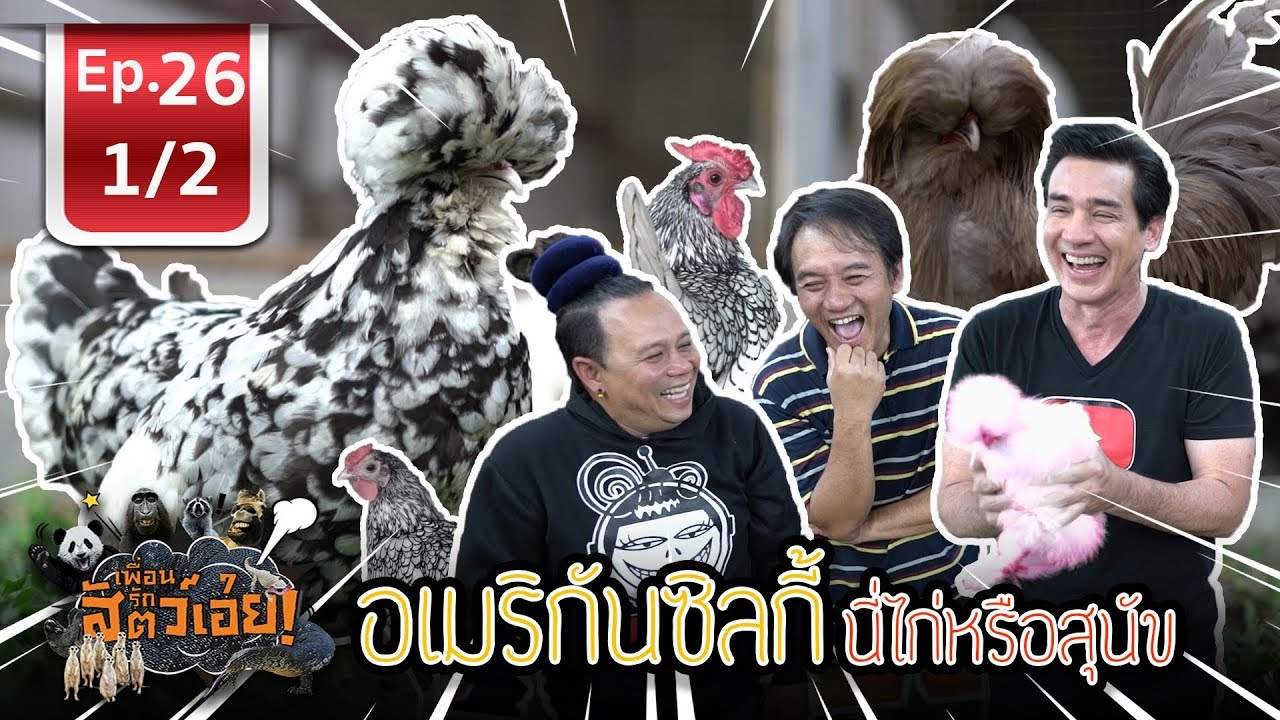 Marco Silkie ไก่ซิลกี้ ไก่อะไรรูปร่างเหมือนหมา  - เพื่อนรักสัตว์เอ้ย l EP.26 (1/2)