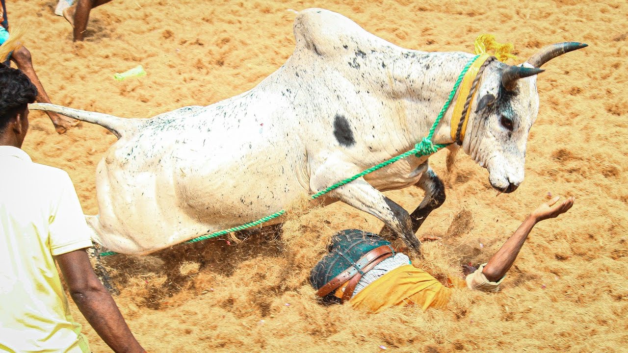 Kajamalaiyil Jallikkattu 2026 Videos 09 | காஜாமலையில் ஜல்லிக்கட்டு 2026 Videos 09