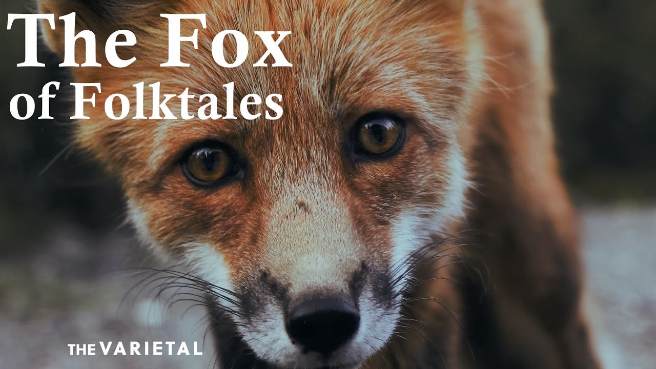 The recurring Fox character in European Folklore - Fireside Fairytales - 
